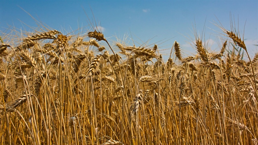 Diminuição da área cultivada com grãos na Ucrânia