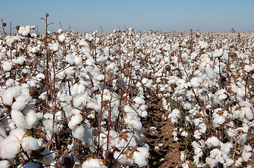 Preços do algodão voltam aos patamares de novembro, informa Cepea