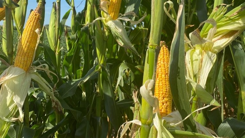 Preços do milho em Chicago registram alta
