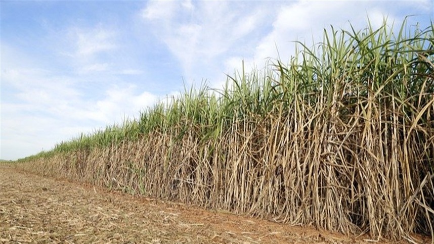 Aumento de 50% no mercado de nematicidas para cana-de-açúcar