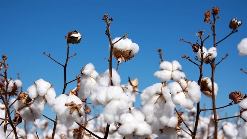 Cotações do caroço de algodão registram queda no mercado do Mato Grosso