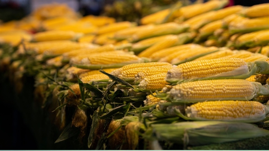 Preços do milho recuam na B3 devido à pressão do mercado
