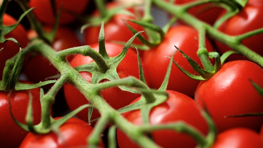 Baixa oferta de tomate na safra de inverno devido ao frio e problemas de produção